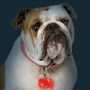 colgante-luminoso-para-perro-00