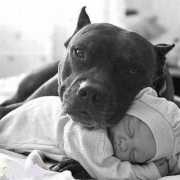 Educa tu Pitbull
