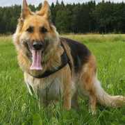 http://www.entrenardog.men/2018/01/cuidados-basicos-de-un-perro.html
