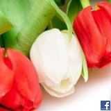 GLORIA PATRICIA ORCOAPAZA LUQUE