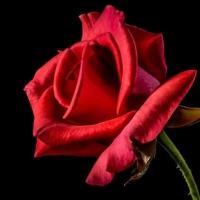 Maria Rosa Casanova Haro