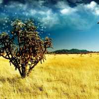 Dianelys Santiago Madera